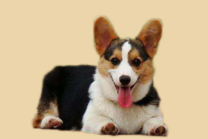 柯基犬什么时候发情