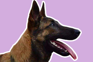 马犬怎么训练听话