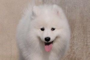 萨摩耶太调皮怎么办