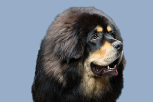 藏獒怎么饲养