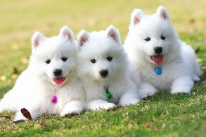 萨摩耶幼犬吃什么