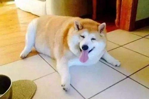 怎么给狗狗减肥
