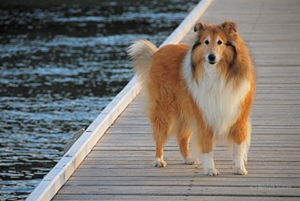 苏格兰牧羊犬如何养