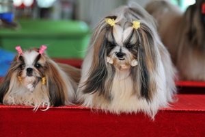 养西施犬的注意事项有哪些
