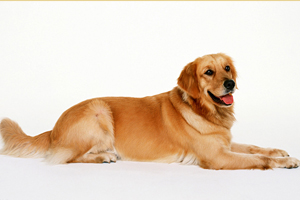 金毛犬怎样喂养