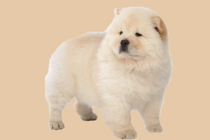 松狮吃什么有营养