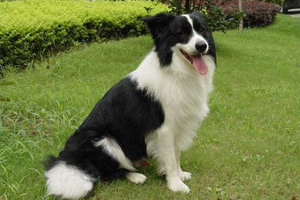 边境牧羊犬喜欢吃什么