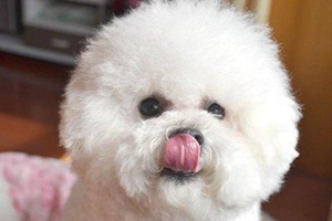 比熊犬饲养注意事项是什么