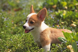 柯基犬发情期症状有哪些