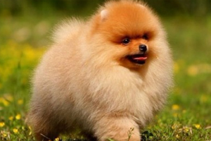 博美幼犬怎么训练上厕所