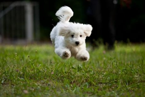 比熊犬如何训练大小便