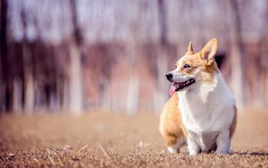 柯基犬不能吃什么