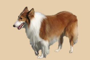 苏牧犬吃什么