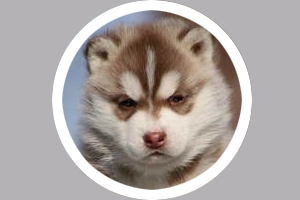 怎么养哈士奇幼犬