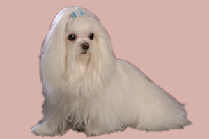 马尔济斯犬如何养