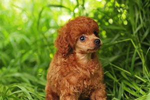 贵宾犬怎么挑选