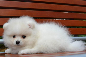 小博美犬怎么养