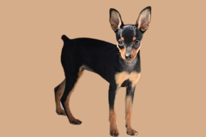 鹿犬怎么养