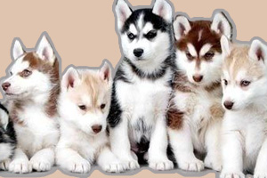哈士奇幼犬喂养方法