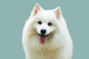 银狐犬性格怎么样