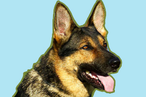 德国牧羊犬怎么看纯不纯