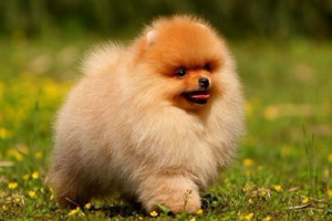 博美犬怎么看纯不纯