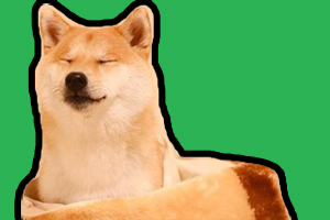 柴犬性格怎么样
