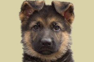 德牧幼犬怎么挑选