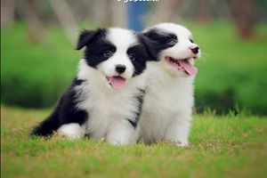 买边牧需要注意什么