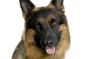 德国牧羊犬怎么辨认