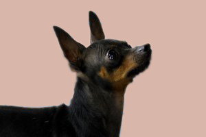 小鹿犬怎么看纯不纯