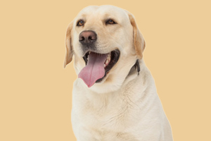 拉布拉多犬怎么看纯不纯