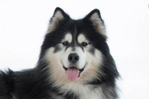阿拉斯加有什么优缺点