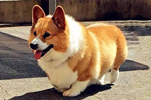 柯基怎么喂养