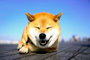 养柴犬需要什么