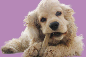 可卡犬怎么养