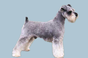 雪纳瑞犬怎么养