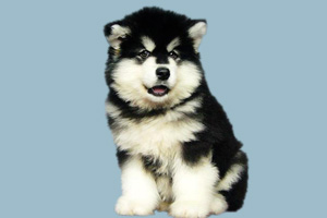 小阿拉斯加犬怎么养