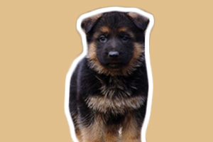 德牧幼犬喂养技巧有哪些