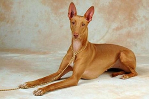 如何饲养法老王猎犬幼犬