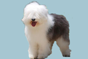 古牧犬怎么养