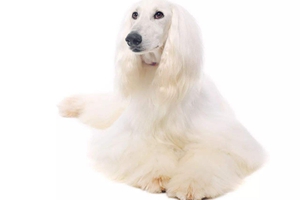阿富汗猎犬如何护毛