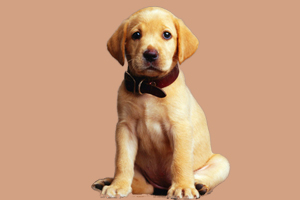 拉布拉多犬怎么养