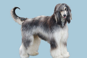 阿富汗犬性格怎么样