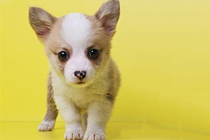 怎么挑选柯基幼犬