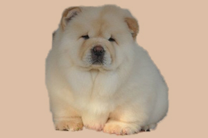松狮幼犬怎么看纯不纯