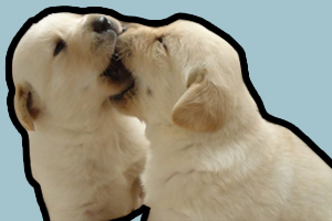 拉布拉多犬和金毛的区别
