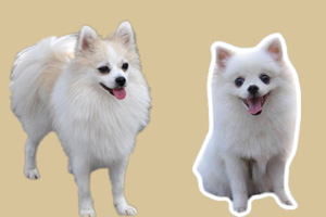 狐狸犬和博美的区别是什么