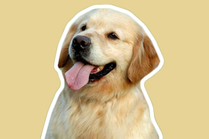 金毛犬购买注意事项