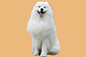 萨摩犬怎么养